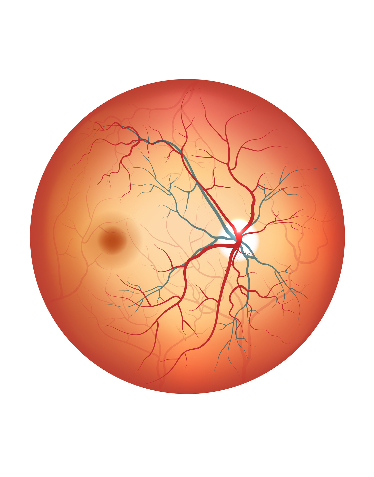 Human eye anatomy, retina detailed illustration